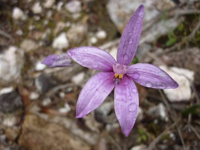 Elythranthera - enamel orchid ellis_brook_d_047.JPG